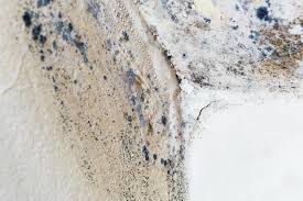 Mold Remediation for Rental Properties in State Line, PA